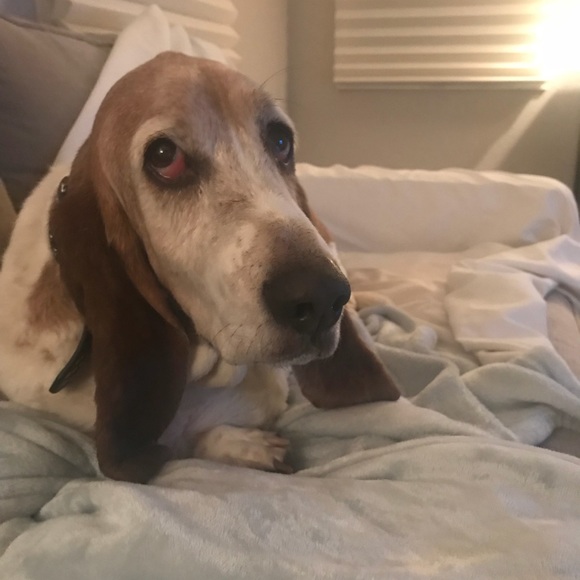 Meet your Posher, Joanna - Picture 1 of 1